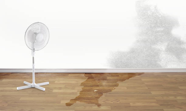 Best Professional water damage repair  in Luther, OK